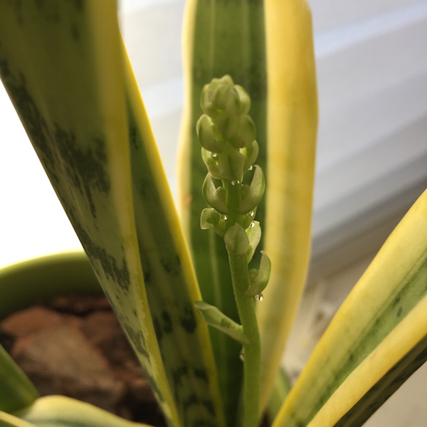 Who knew that snake plants can have flower buds