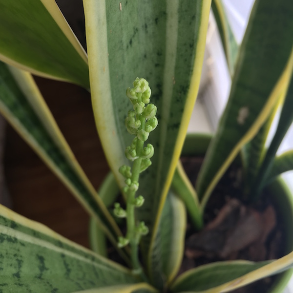 The unexpected growth of a snake plant has inspiring potential.